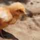 Illustration for article titled How chicken feed lead to the discovery of vitamins